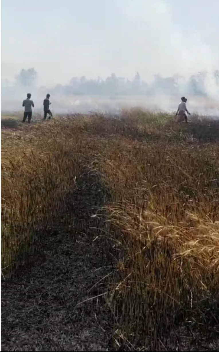 गेहूँ की फसल मे अज्ञात कारणों से लगी आग को आस पास के ग्रामीणों ने आग पर पाया काबू