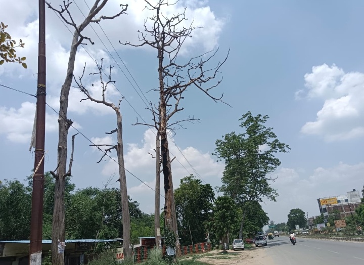 फोरलेन किनारे सूखे पेड़ बने  खतरा , राजस्व की लाखों का नुक़सान 